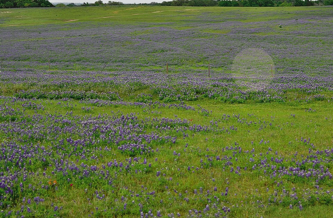 Texas land sale options and buyer review for How to Sell Land Online in Texas