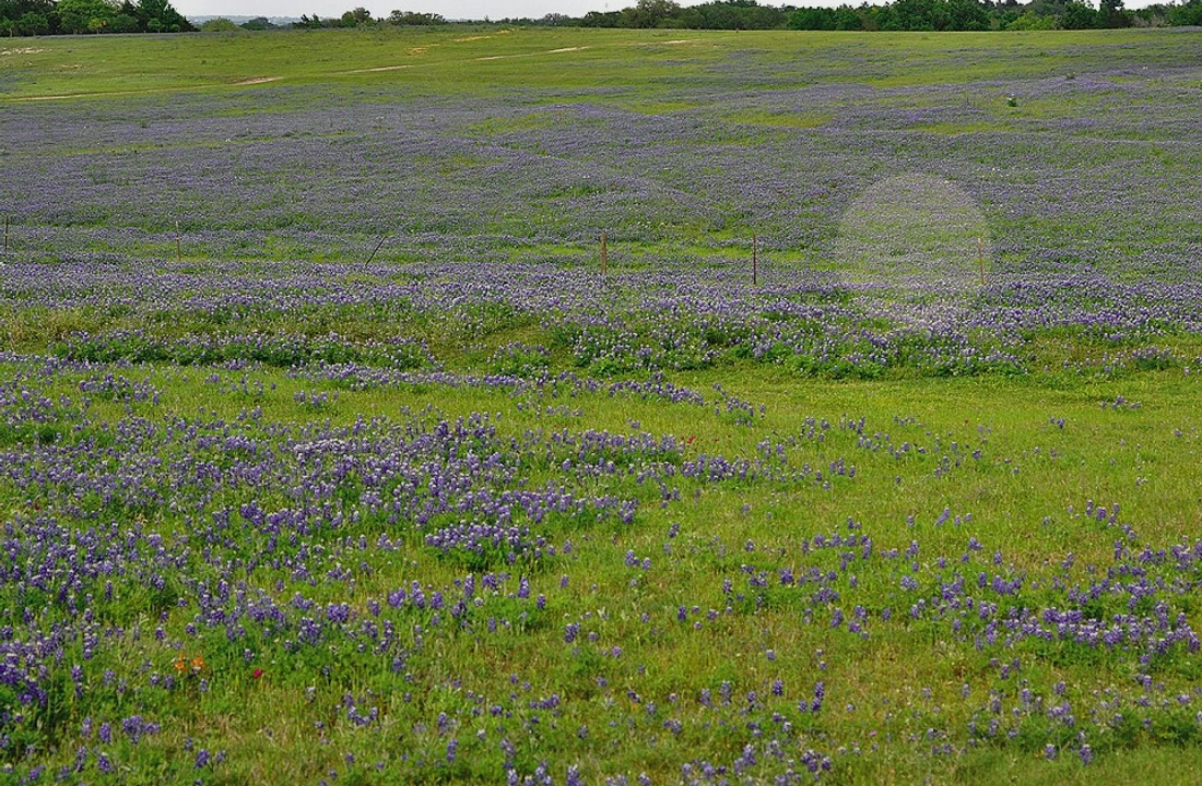 Texas land sale options and buyer review for How to Sell Land Without a Realtor in Texas