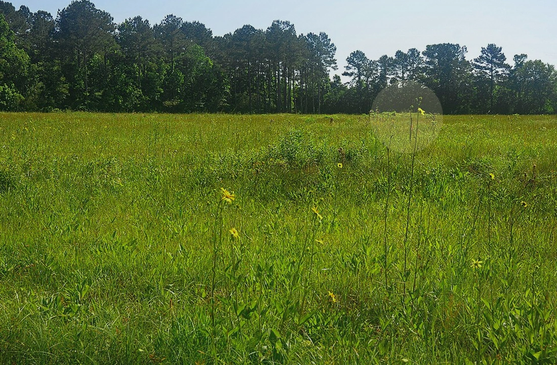 Texas land sale options and buyer review for Cash Buyers for Texas Land: How to Compare Direct Offers