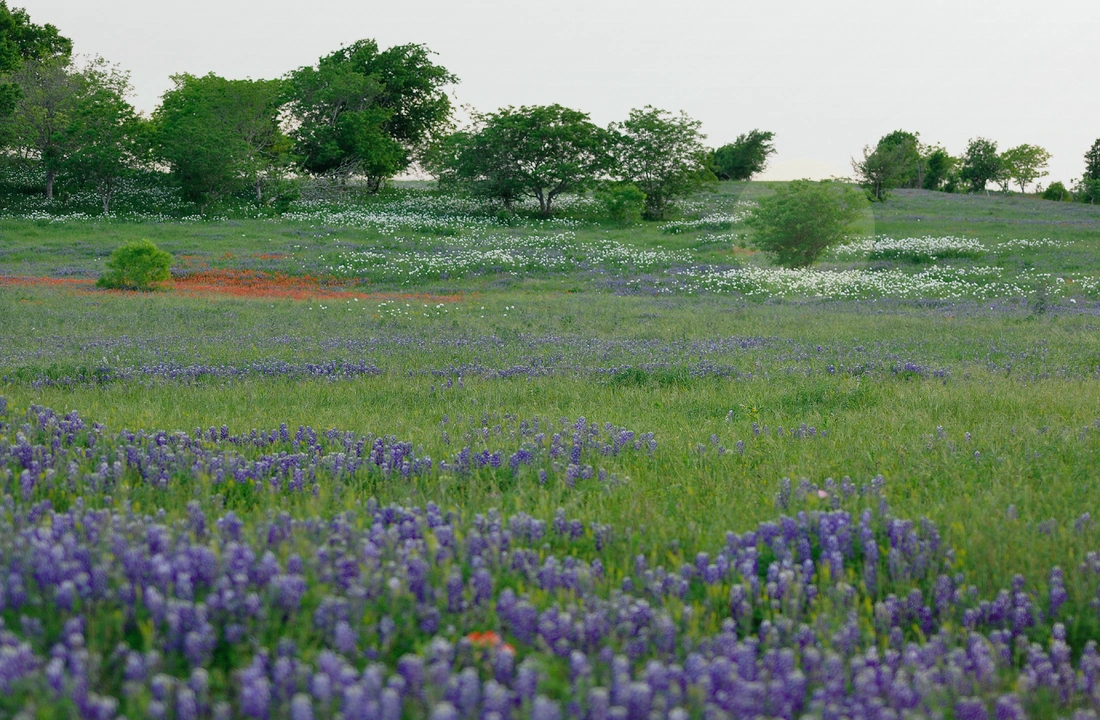 Texas title and closing preparation for Cash Buyers for Texas Land: How to Compare Direct Offers